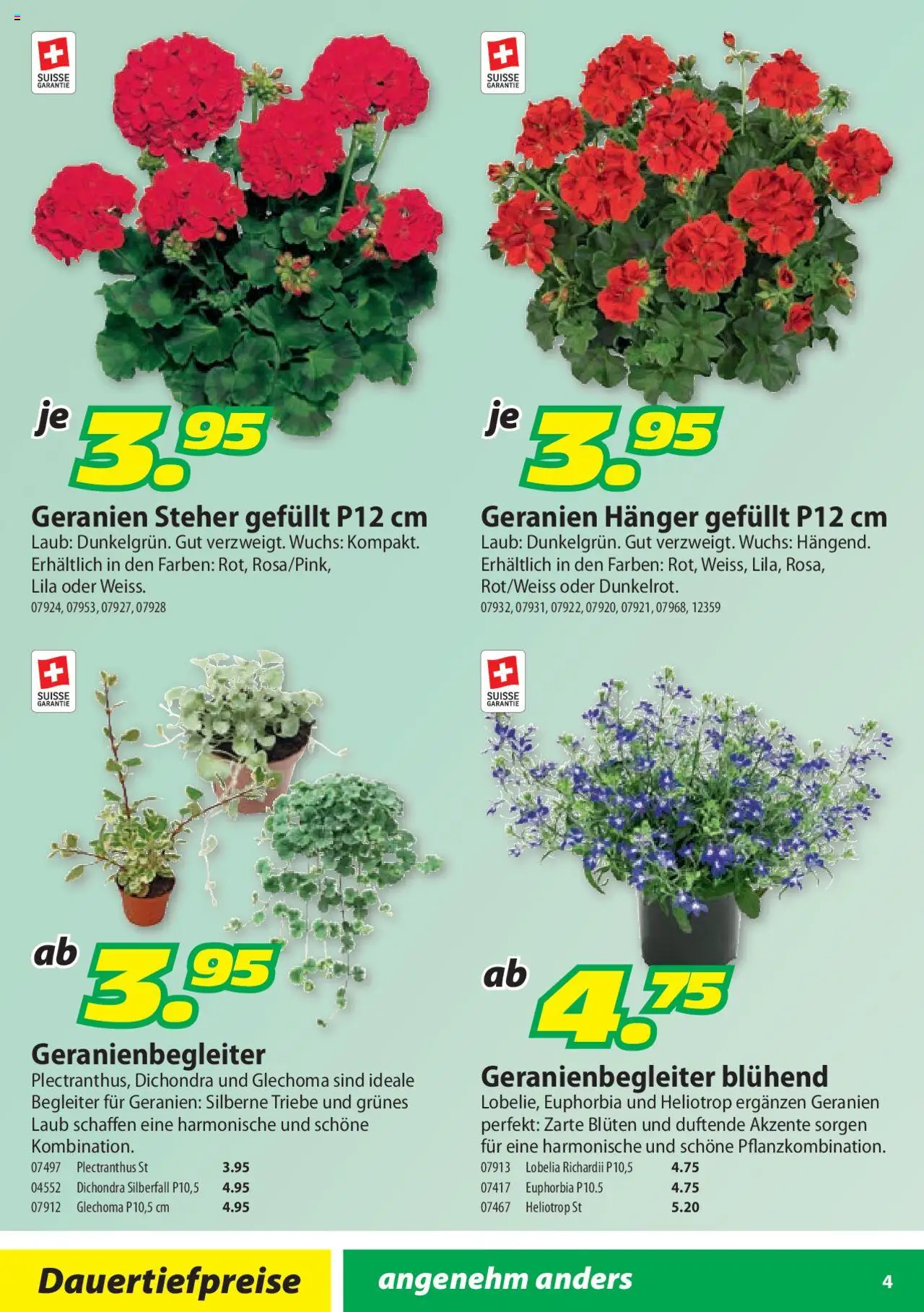 Landi Aktionen Geranien