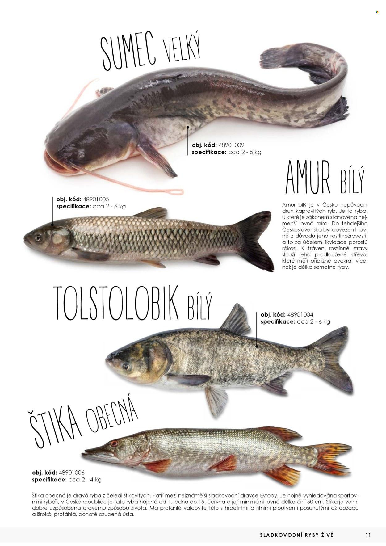 Leták: Katalog ryby 2025 (2025-05-07)
