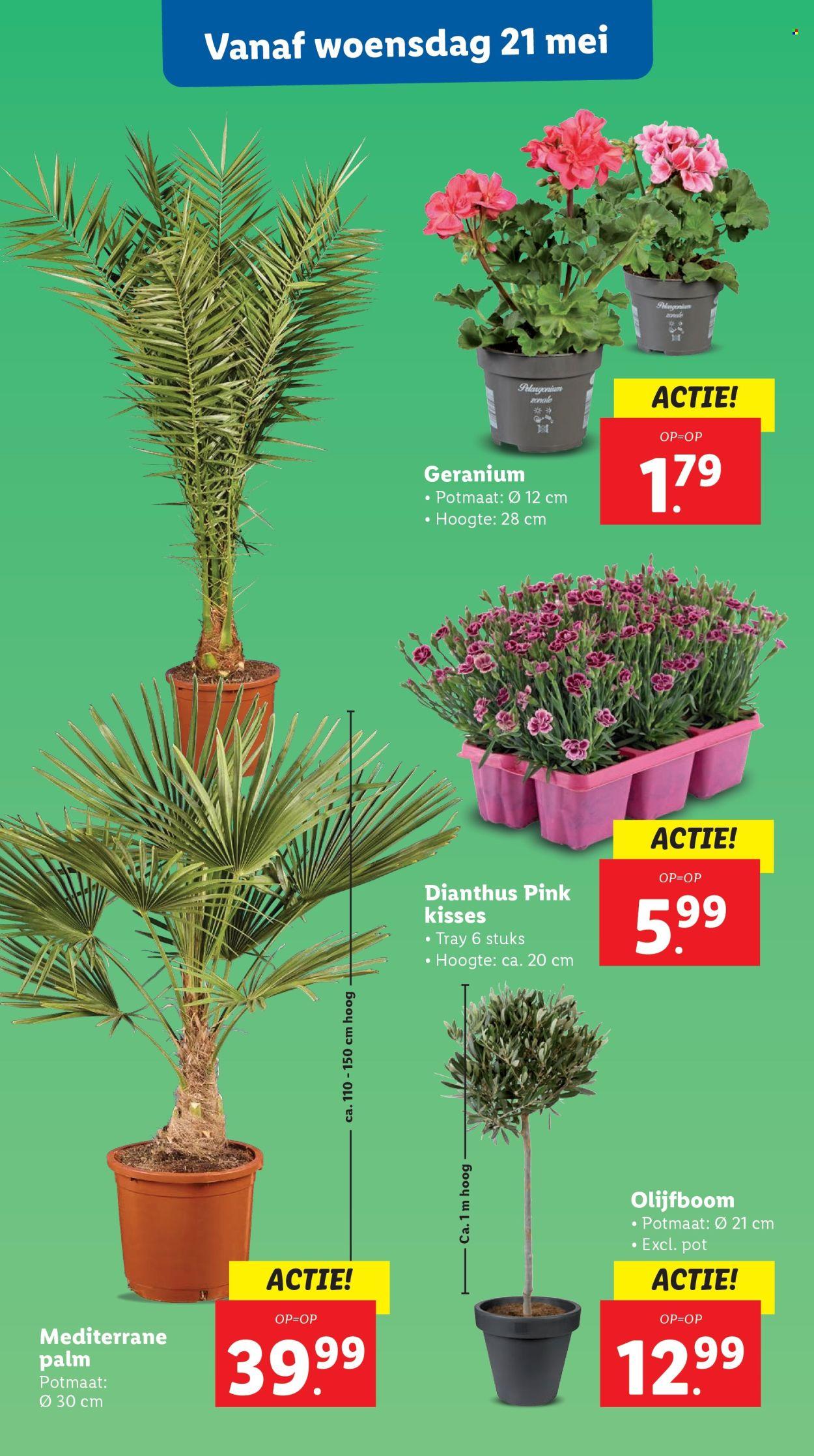 Lidl folder: Week 21 (2025-05-19 - 2025-05-25)